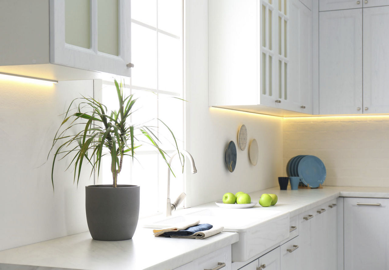 Dracaena Plant | Greystar